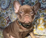 Puppy Twix French Bulldog