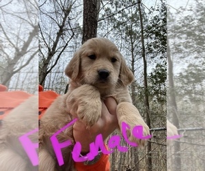 Golden Retriever Puppy for sale in WILLIAMSBURG, VA, USA