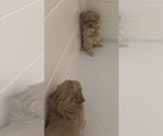 Small #3 Maltipoo