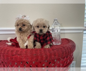 Peke-A-Poo-Poodle (Toy) Mix Puppy for sale in PLANO, TX, USA