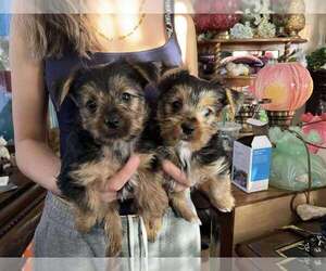 Yorkshire Terrier Puppy for sale in SIOUX FALLS, SD, USA
