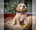 Puppy Jack o Lantern Goldendoodle-Poodle (Standard) Mix