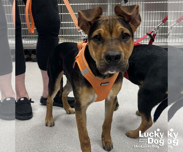 Medium Photo #4 German Shepherd Dog-Unknown Mix Puppy For Sale in Washington, DC, USA