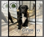 Puppy Orion Australian Shepherd