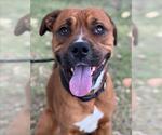 AUGUST - Male Mastiff-Unknown Mix Dog for Adoption - Small photo