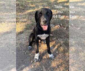 Tank Dot *LOCAL* - Male Labrador Retriever-Unknown Mix Dog for Adoption - Photo #6