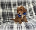 Small #5 Cavapoo