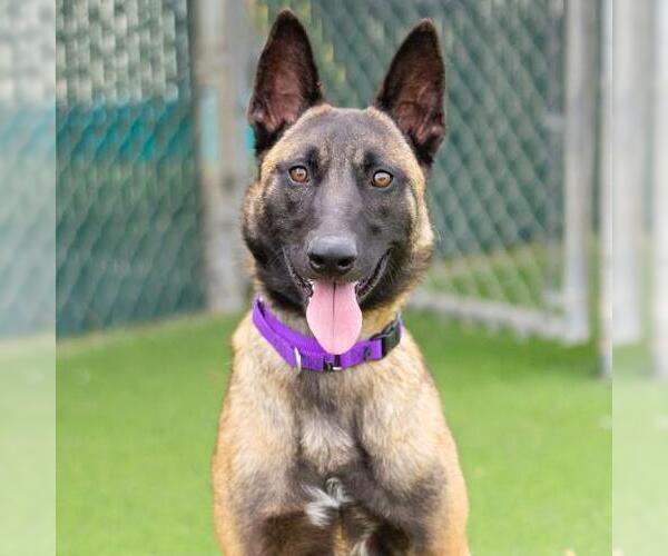 Medium Photo #1 Mutt Puppy For Sale in Camarillo, CA, USA