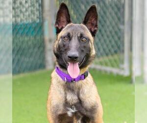 Mutt Dogs for adoption in Camarillo, CA, USA