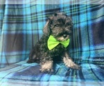 Small #7 Schnauzer (Miniature)