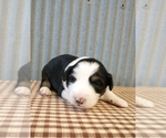 Small Photo #6 Border Collie Puppy For Sale in NEW YORK MILLS, MN, USA