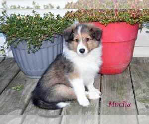 Shetland Sheepdog Puppy for sale in UPPER TRACT, WV, USA