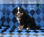 Small Photo #36 Bernese Mountain Dog Puppy For Sale in HARRISONBURG, VA, USA