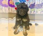 Small Photo #3 Bernedoodle Puppy For Sale in BENTON, KY, USA