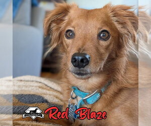 Red Blaze - Male Dachshund-Unknown Mix Dog for Adoption - Photo #7