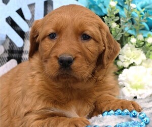 Golden Irish Puppy for sale in JONES, MI, USA
