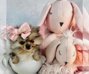 Pomeranian Puppy for sale in MIAMI, FL, USA