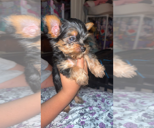 Medium Photo #2 Yorkshire Terrier Puppy For Sale in FRESNO, CA, USA