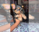 Small #1 Yorkshire Terrier