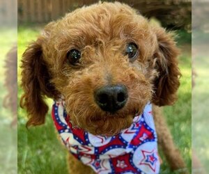 Poodle (Miniature) Dogs for adoption in Arlington, VA, USA