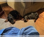 Small #19 Doberman Pinscher