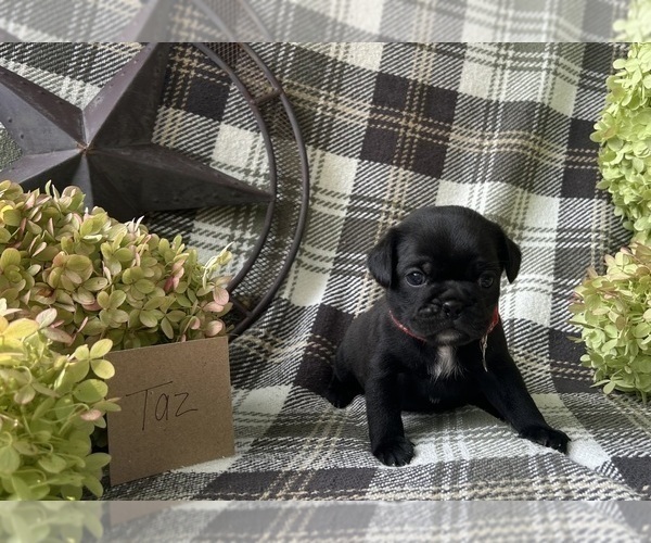 Medium Photo #2 Puggle Puppy For Sale in ELKTON, VA, USA