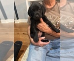 Puppy Yellow Female Labrador Retriever