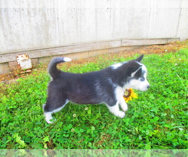 Medium Photo #2 Siberian Husky Puppy For Sale in SHILOH, OH, USA