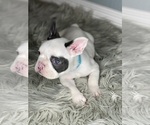 Small Photo #2 French Bulldog Puppy For Sale in HOLLISTER, CA, USA