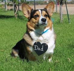 Father of the Pembroke Welsh Corgi puppies born on 05/06/2017