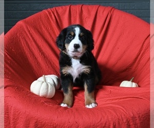 Bernese Mountain Dog Puppy for sale in SUGARCREEK, OH, USA