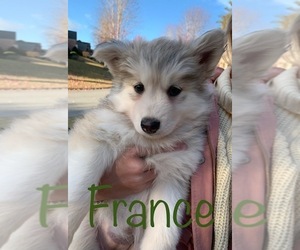 Pomsky Puppy for sale in KENNESAW, GA, USA