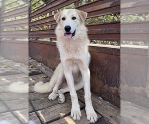 Alaskan Malamute-Great Pyrenees Mix Dog for Adoption in AVA, Missouri USA