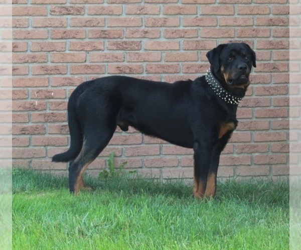 Medium Photo #1 Rottweiler Puppy For Sale in FREDERICKSBURG, OH, USA