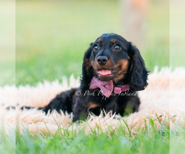 Medium Photo #47 Dachshund Puppy For Sale in WARSAW, IN, USA
