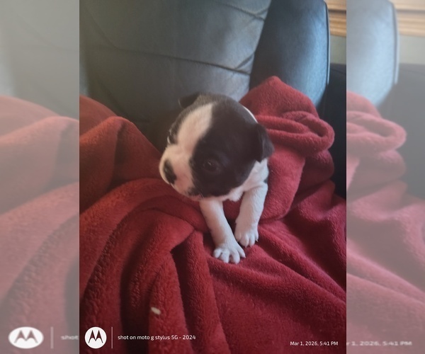 Medium Photo #4 Boston Terrier Puppy For Sale in BAMBERG, SC, USA