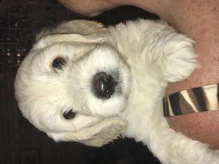 Golden Retriever-Poodle (Toy) Mix Puppy for sale in DELTONA, FL, USA