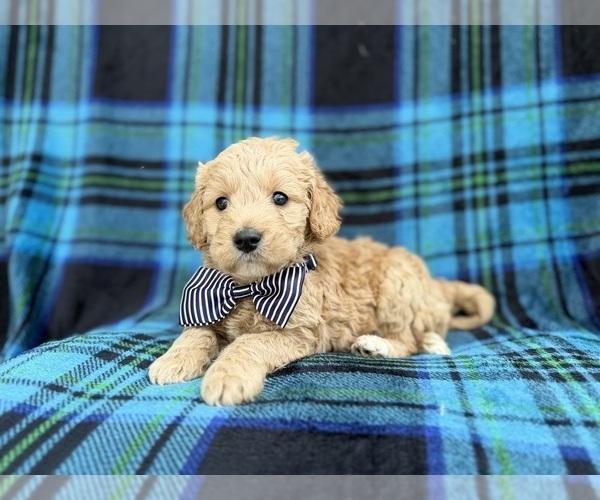 Medium Photo #5 Goldendoodle Puppy For Sale in LAKELAND, FL, USA