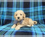 Small #4 Goldendoodle