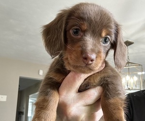 Dachshund Puppy for sale in CHESAPEAKE, VA, USA