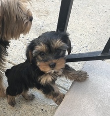 Yorkshire Terrier Puppy for sale in MAPLE SHADE, NJ, USA