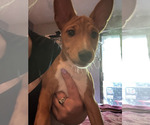 Small #11 Basenji