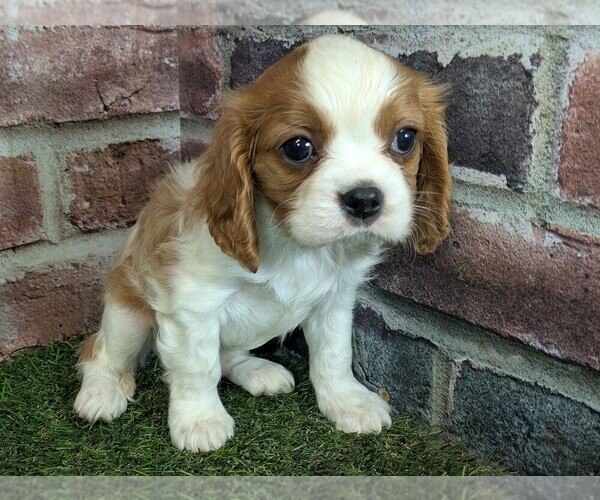 Medium Photo #11 Cavalier King Charles Spaniel Puppy For Sale in MOBERLY, MO, USA
