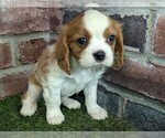 Small #10 Cavalier King Charles Spaniel