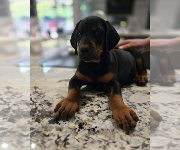 Medium Photo #121 Doberman Pinscher Puppy For Sale in FORT LAUDERDALE, FL, USA