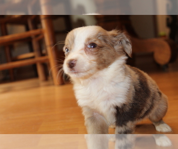 Medium Photo #1 Australian Shepherd Puppy For Sale in SPENCER, TN, USA