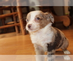 Small Photo #1 Australian Shepherd Puppy For Sale in SPENCER, TN, USA