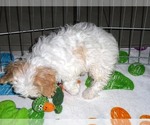 Small Photo #12 Cavachon Puppy For Sale in ORO VALLEY, AZ, USA
