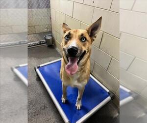 Siberian Husky-Unknown Mix Dogs for adoption in Woodland, CA, USA