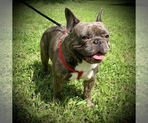 French Bulldog Puppy for sale in SARASOTA, FL, USA